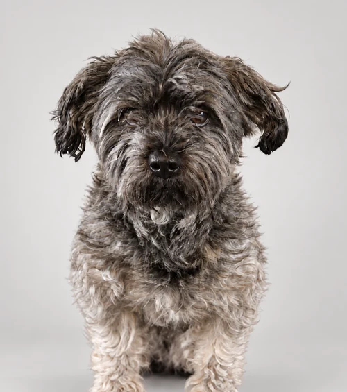 Mylo, Head of Quality Control im Optimerch-Team