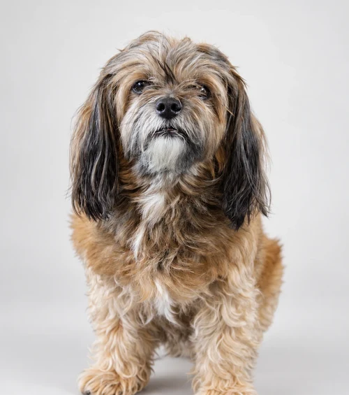 Rocky, Chief Snack Officer im Optimerch-Team